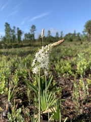 Stenanthium densum image