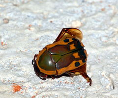 Pachnodella impressa