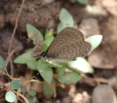 Pseudonacaduba sichela sichela