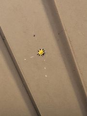 Gasteracantha cancriformis