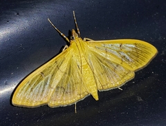 Image of Epicorsia avilalis