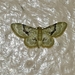 Idaea vagula - Photo (c) Steven Easley,  זכויות יוצרים חלקיות (CC BY-NC), הועלה על ידי Steven Easley