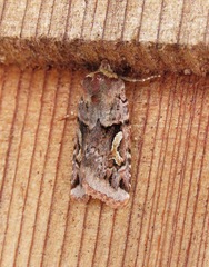 Cerastis enigmatica