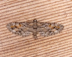 Eupithecia graefii