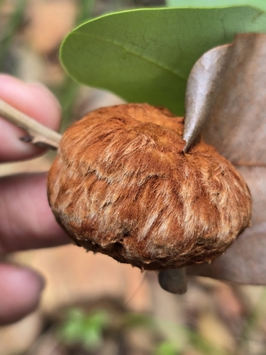 Myrciariamyia admirabilis