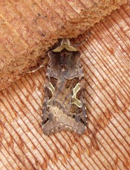Cerastis enigmatica