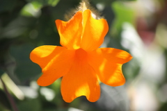 Thunbergia gregorii