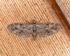 Eupithecia graefii