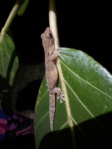 Lepidodactylus lugubris observed 2026-02-15
