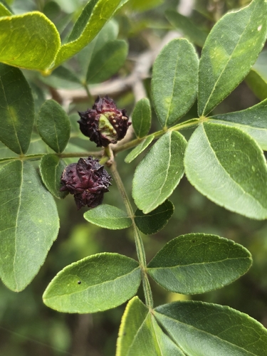 Zanthoxylum syncarpum