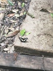 Pseudacraea lucretia protracta