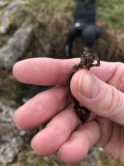 Lissotriton vulgaris