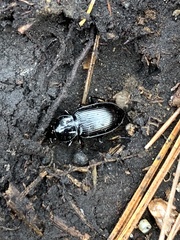 Pterostichus mutus