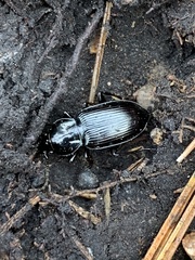 Pterostichus mutus