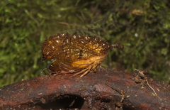 Oeda mielkei
