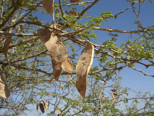 Acacia senegal image