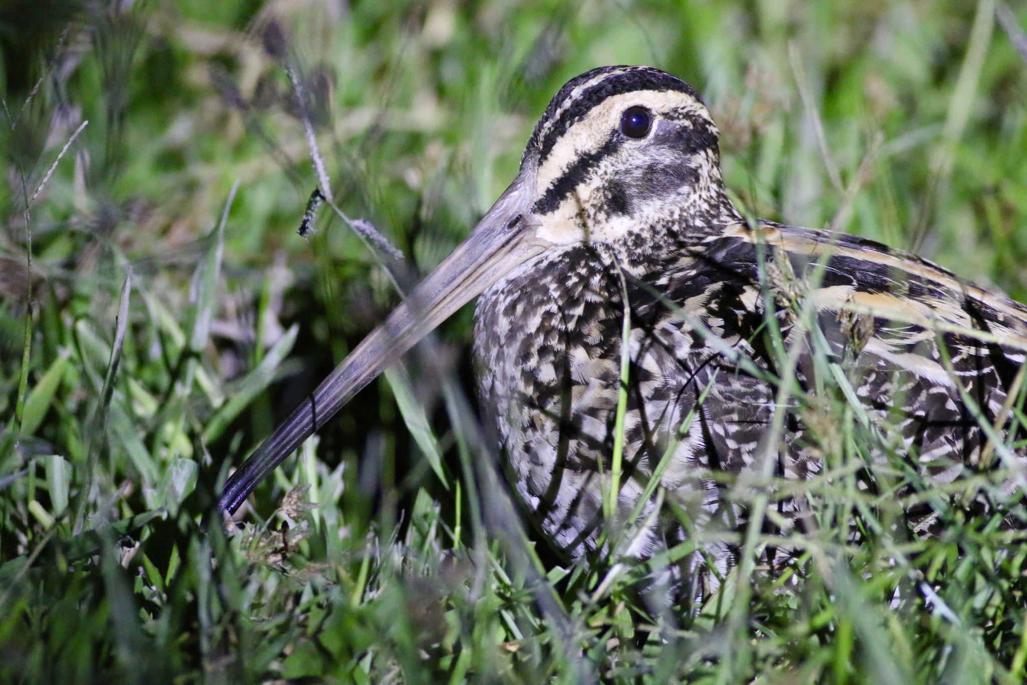 Giant Snipe (Gallinago undulata), photo 8