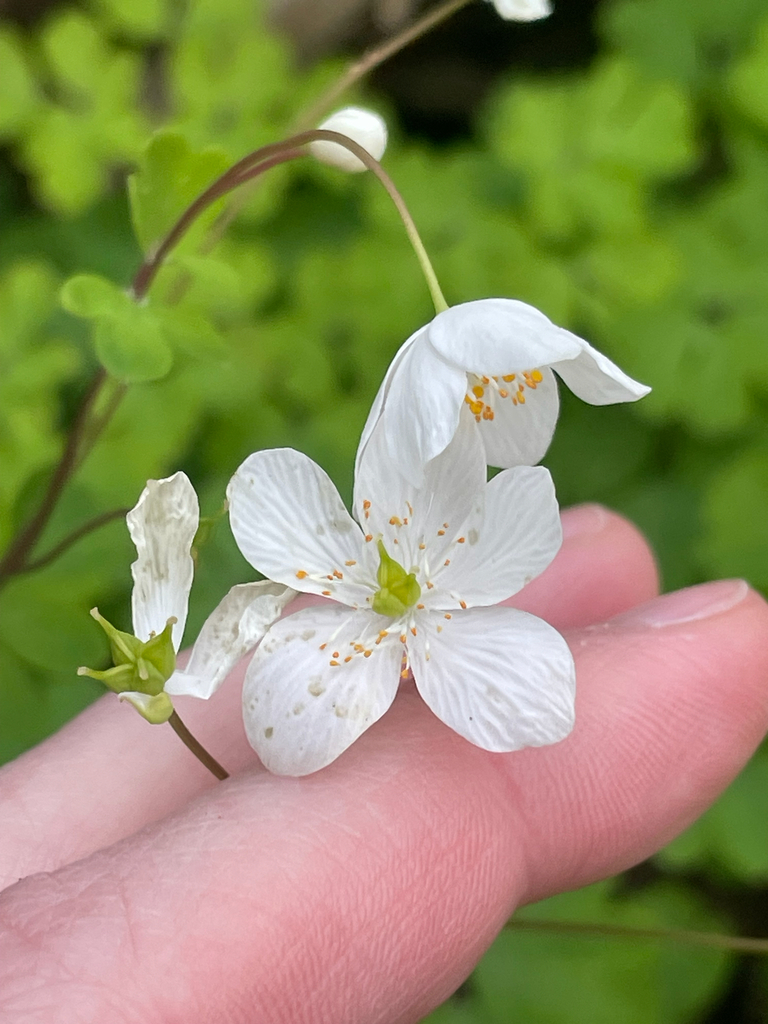 false rue anemone
