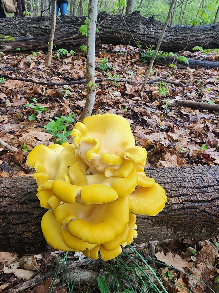 Pleurotus citrinopileatus · April 2026 · photo: © erincollins1 (iNaturalist, cc-by)