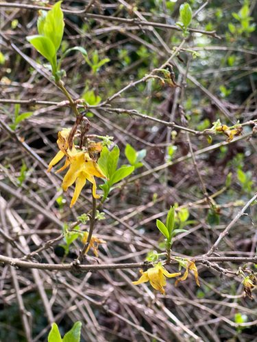 Forsythia suspensa
