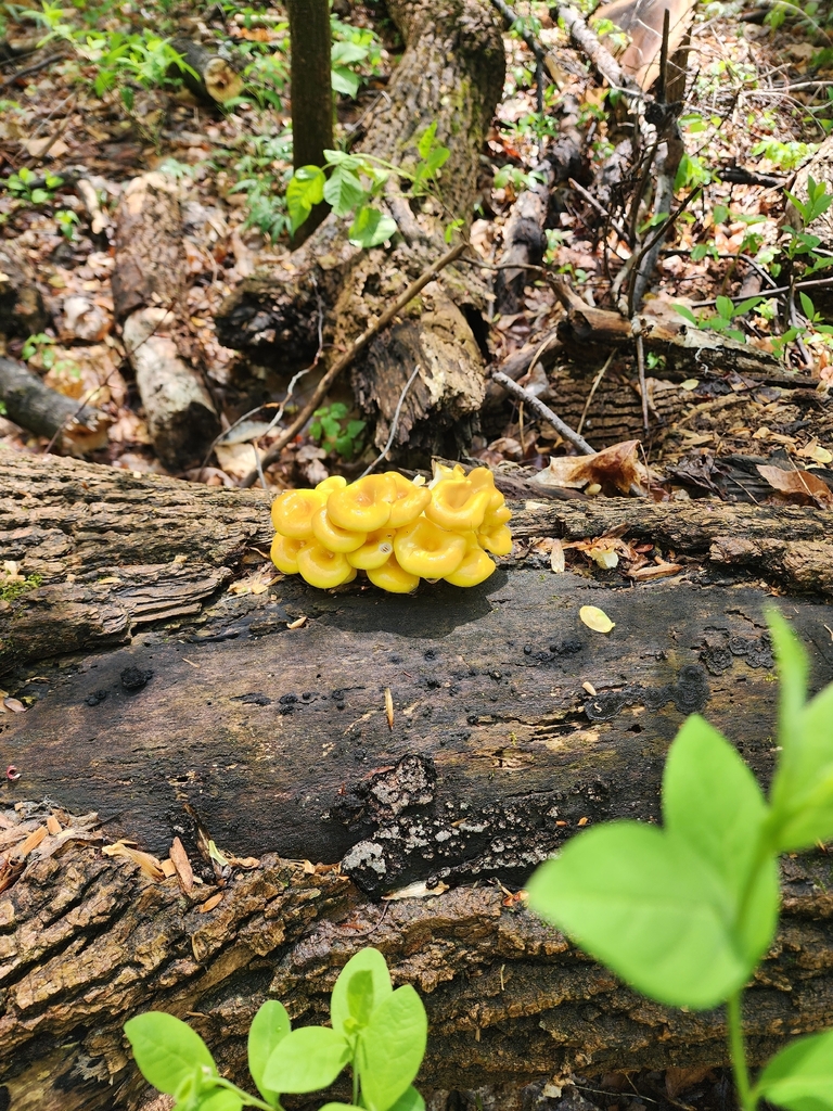 Pleurotus citrinopileatus · April 2026 · photo: © erincollins1 (iNaturalist, cc-by)