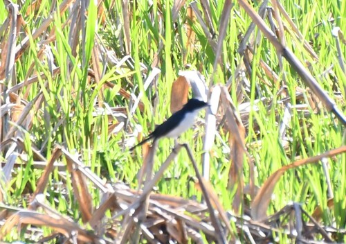 Paperbark Flycatcher (Myiagra nana)