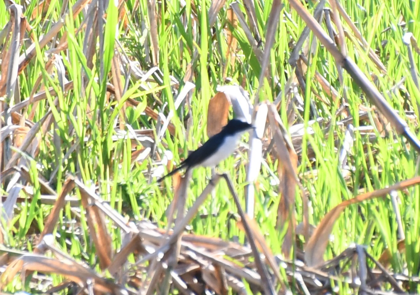 Paperbark Flycatcher (Myiagra nana), photo 1
