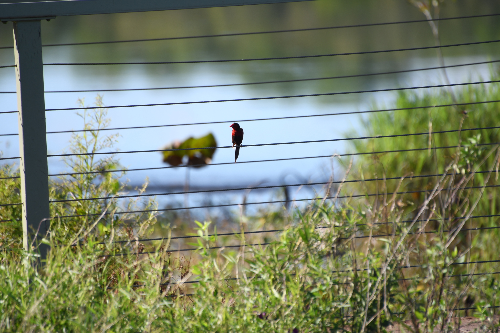 Crimson Finch (Neochmia phaeton), photo 4