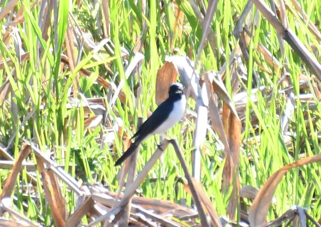 Paperbark Flycatcher (Myiagra nana), photo 2