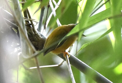 White-browed Piculet (Sasia ochracea), photo 6