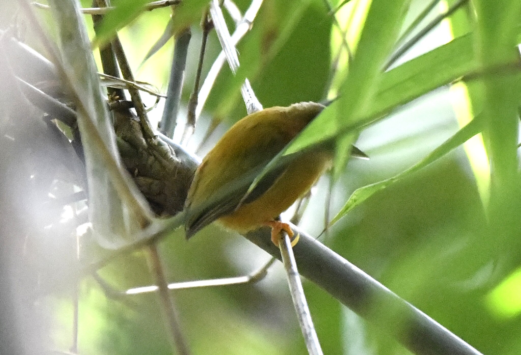 White-browed Piculet (Sasia ochracea), photo 6