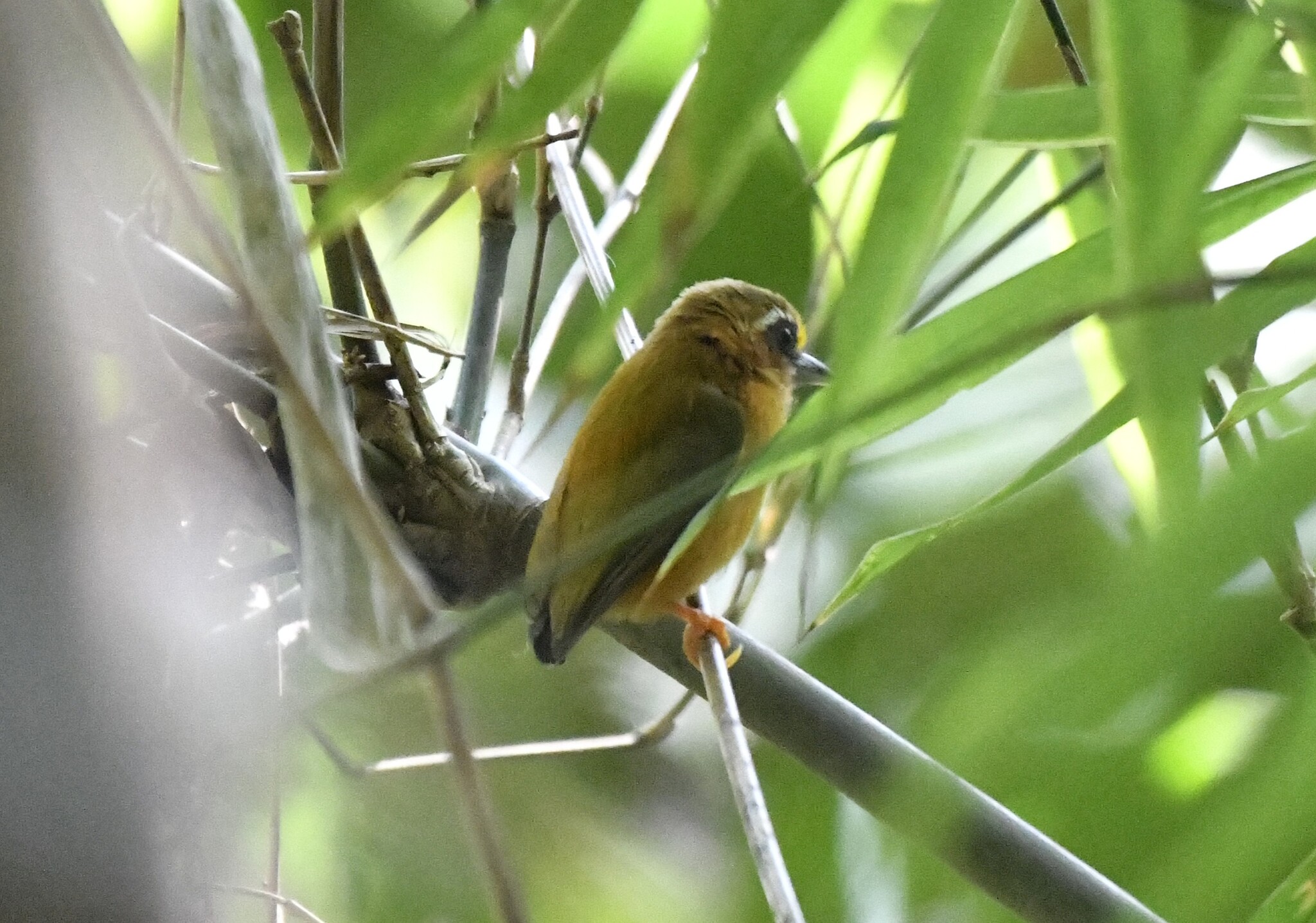 White-browed Piculet (Sasia ochracea), photo 5