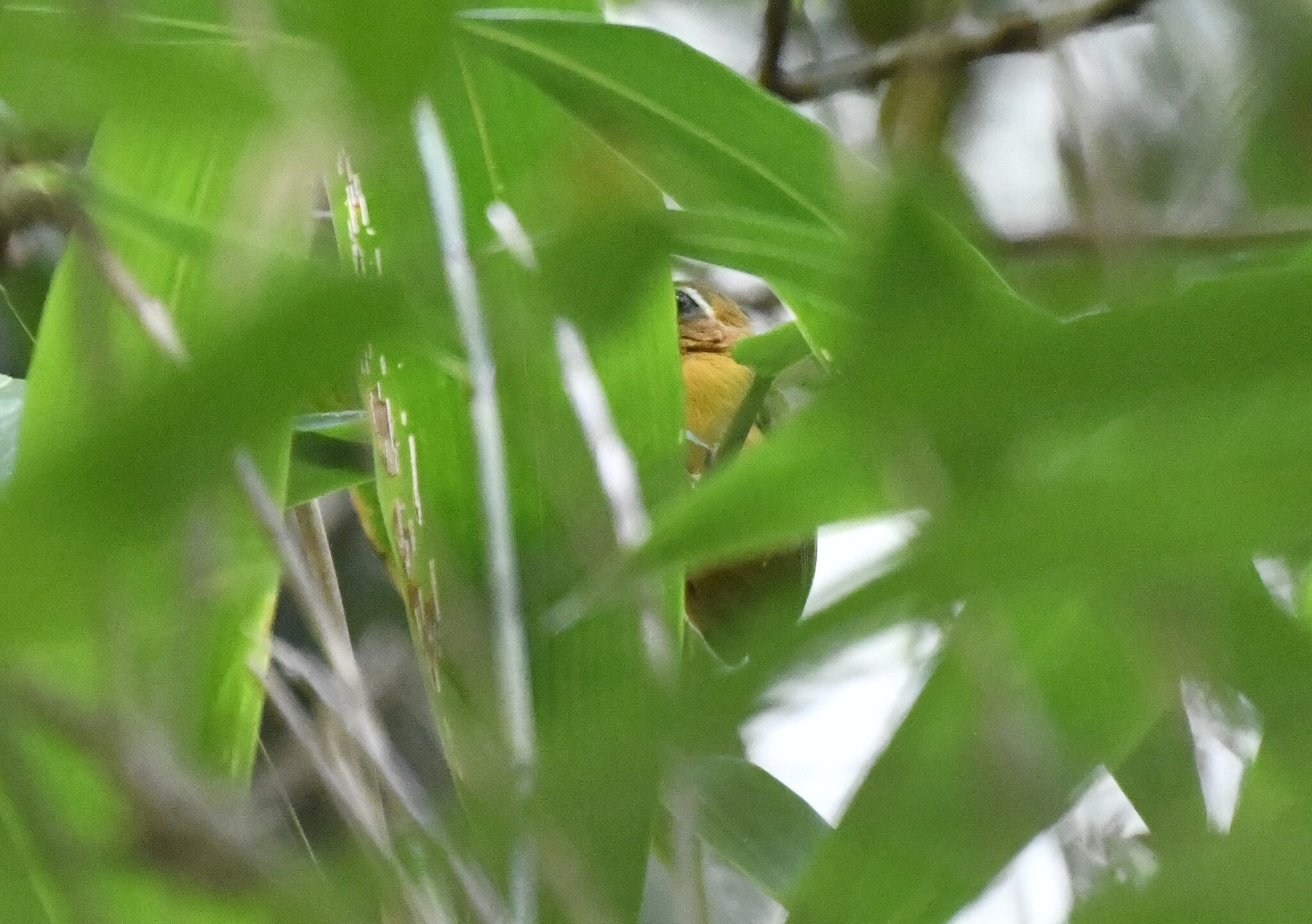White-browed Piculet (Sasia ochracea), photo 8
