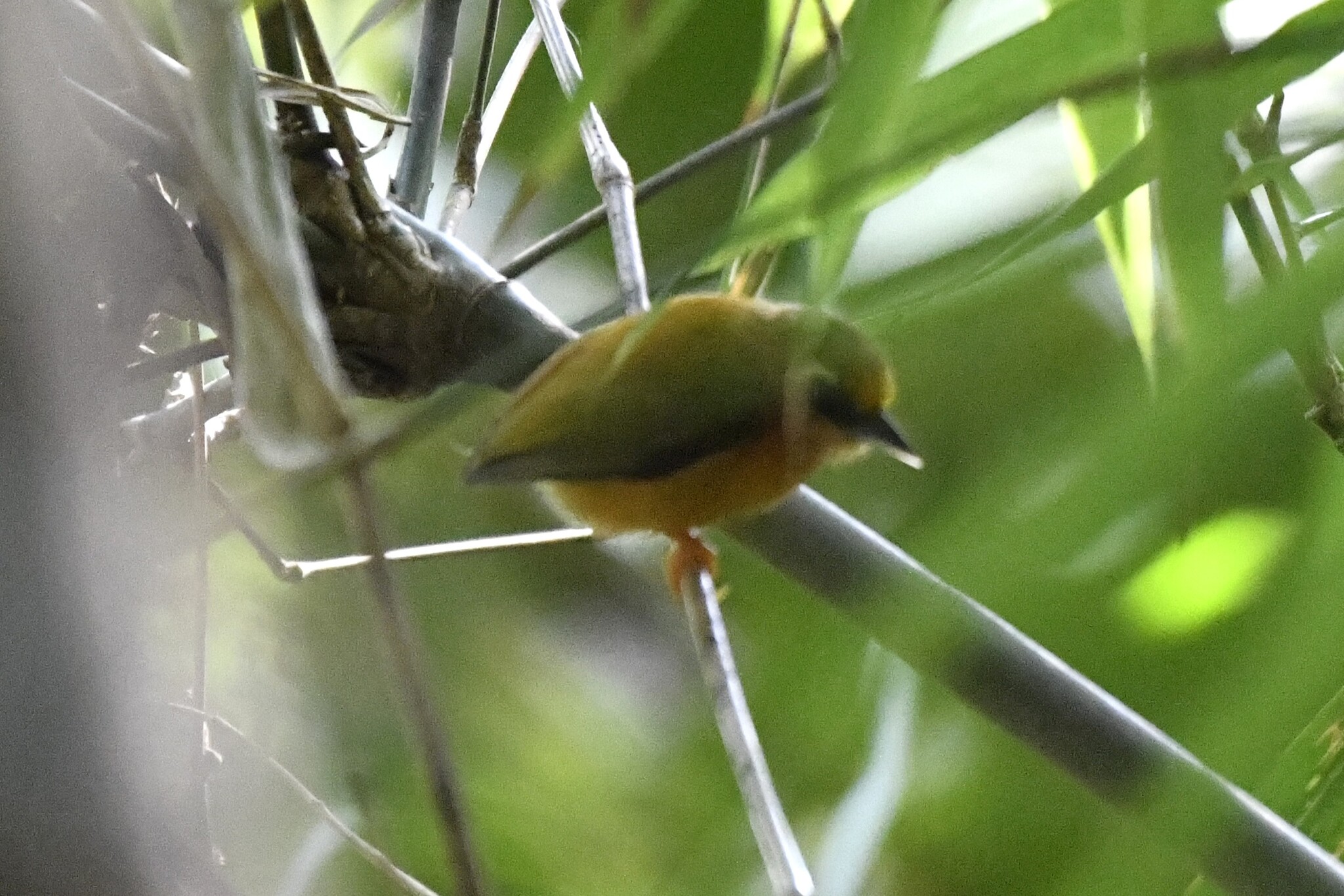 White-browed Piculet (Sasia ochracea), photo 7
