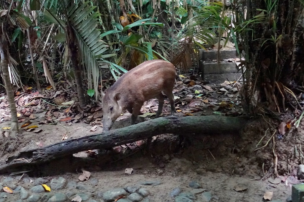 Celebes Warty Pig
