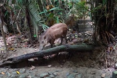 Celebes Warty Pig photo 1