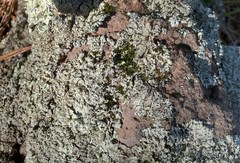 Punctelia stictica