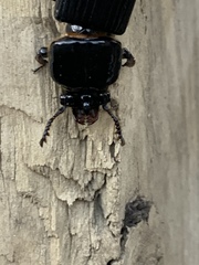 Odontotaenius disjunctus