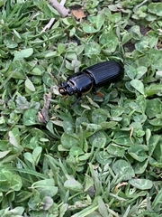 Odontotaenius disjunctus