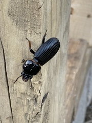 Odontotaenius disjunctus