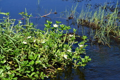 Ludwigia adscendens, photograph (c) Thomas Mesaglio, some rights reserved (CC BY)