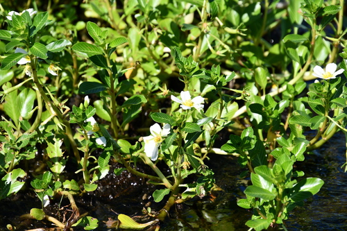 Ludwigia adscendens, photograph 4