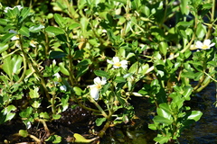 Ludwigia adscendens, photograph (c) Thomas Mesaglio, some rights reserved (CC BY)