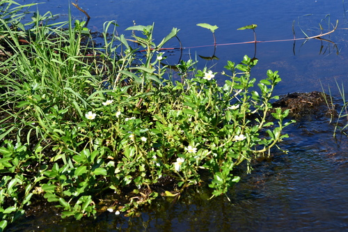 Ludwigia adscendens, photograph 3
