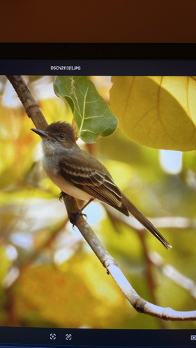 Puerto Rican Flycatcher (Myiarchus antillarum)