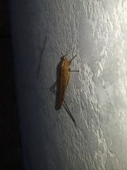 Neoconocephalus spiniger