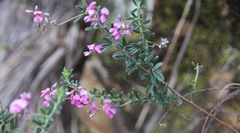 Indigofera filiformis