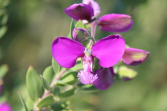 Polygala × dalmaisiana