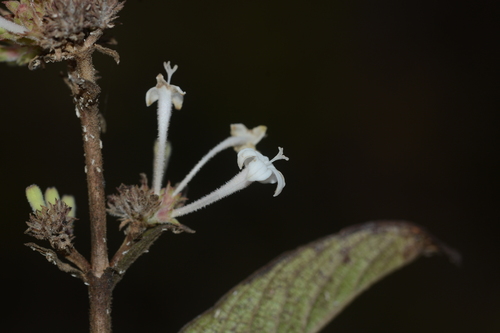 Spermadictyon suaveolens