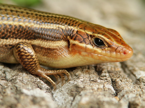Broad-headed Skink